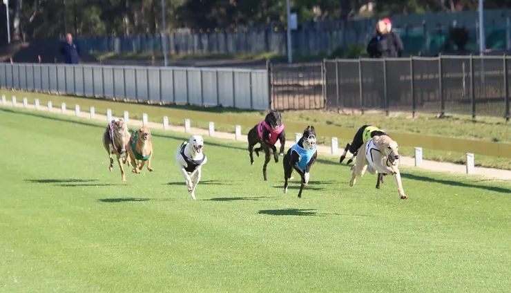 Richmond becomes Australia’s deadliest greyhound track – but racing CEO says numbers misleading