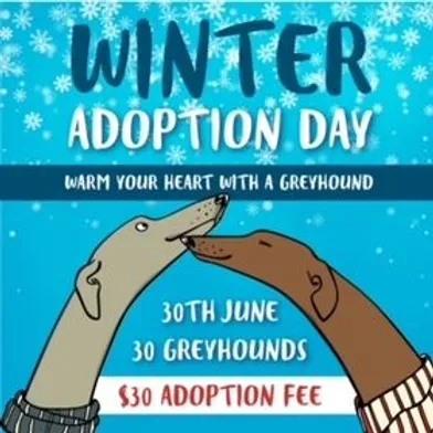 Ever thought about giving an ex-racing greyhound a home? $30 Greyhound Winter Adoption Day tomorrow