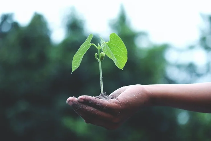 Grow your own food, save money and be healthy – Bilpin Seed Savers will show you how this Saturday