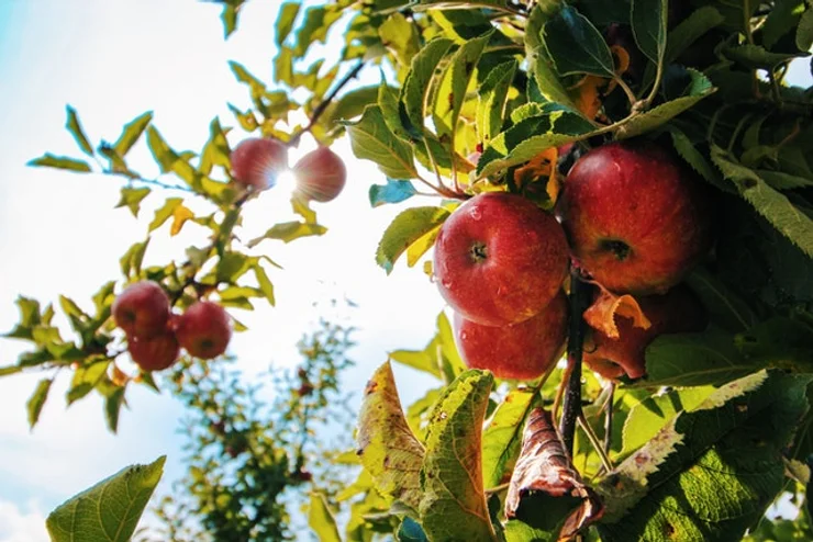 Farmers threaten to “rip up trees” if proposed new government regulations for agri-tourism go ahead