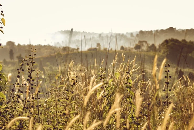 Weeds After Fires workshop – Bilpin Hall Saturday – learn how to spot local weeds and eradicate them