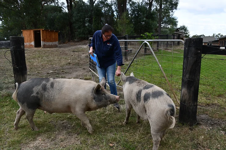 “Teacup pigs” don’t exist warns Local Land Services as porkers quickly outgrow the backyard