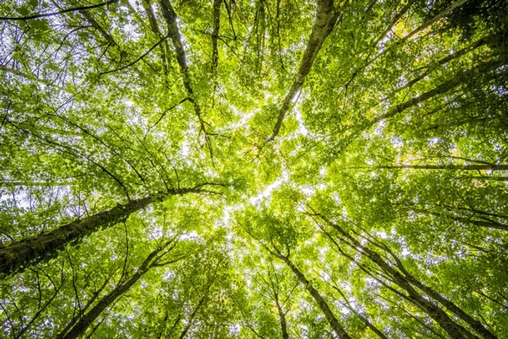 Put your hand up for grants to plant trees marking Queen’s Platinum Jubilee