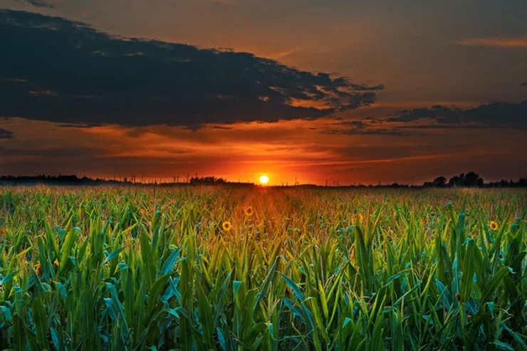 Stop treating soil like dirt – our life depends on it, says Richmond-based global expert