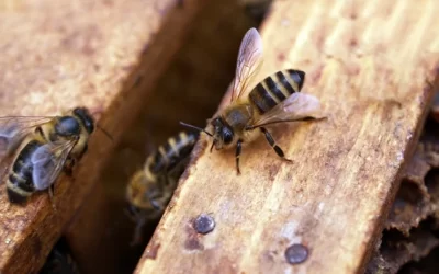 All Hawkesbury beekeepers ordered to notify DPI where their hives are as varroa mite concern grows