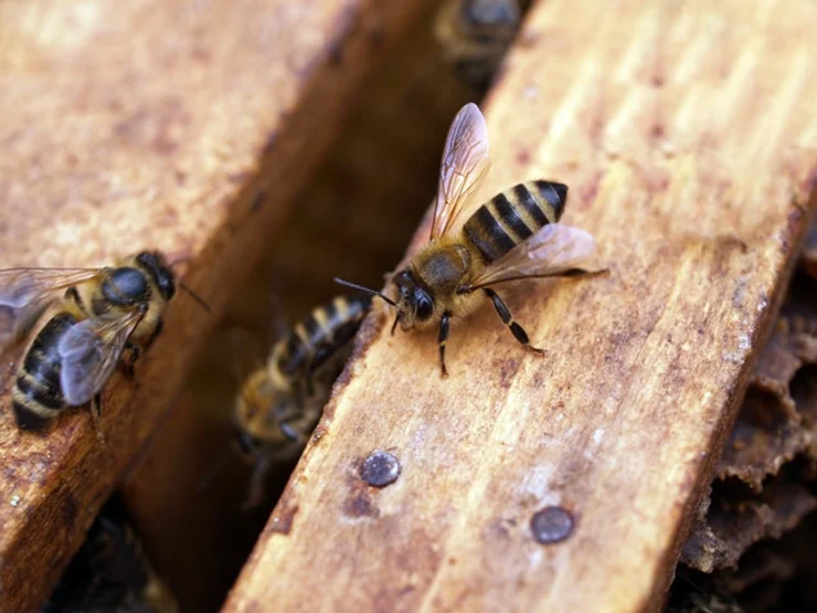 All Hawkesbury beekeepers ordered to notify DPI where their hives are as varroa mite concern grows
