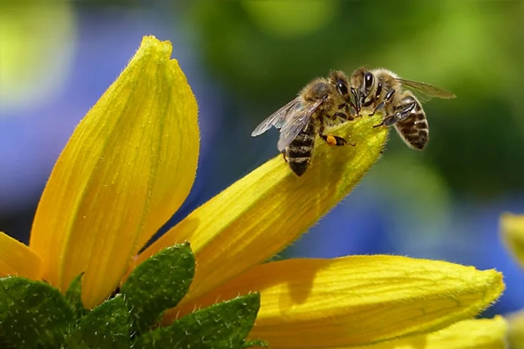 Hawkesbury beekeepers allowed to work hives as DPI keeps an eye on varroa mite in red zones