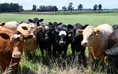 Poisoned – 18 cows die in the Hawkesbury after eating Lantana – Land Services issues urgent warning