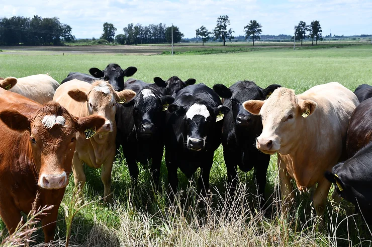 Poisoned – 18 cows die in the Hawkesbury after eating Lantana – Land Services issues urgent warning