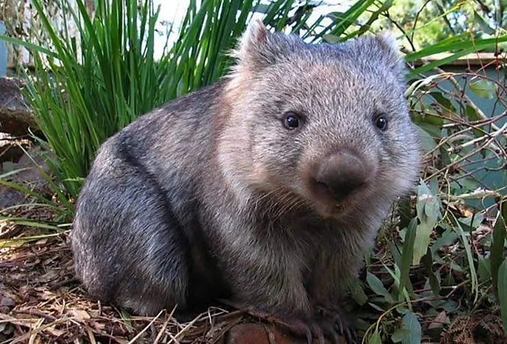 Koalas and wombats on the move – locals call for signs and for motorists to slow down after deaths