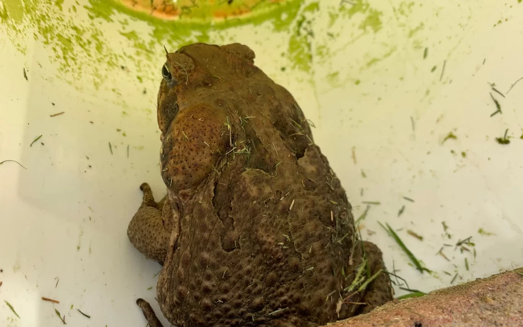 Poisonous cane toad captured in the Hawkesbury – one of 2 sighted at Windsor Downs