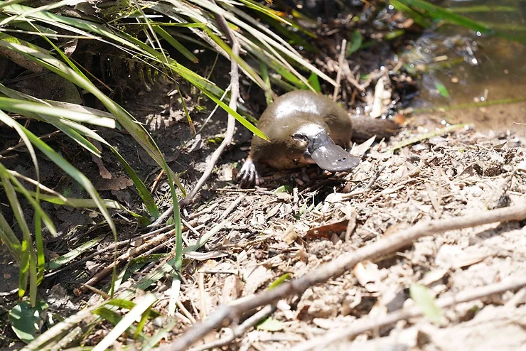 We’re going on a eDNA Platypus hunt – calling residents to help find them in the Hawkesbury