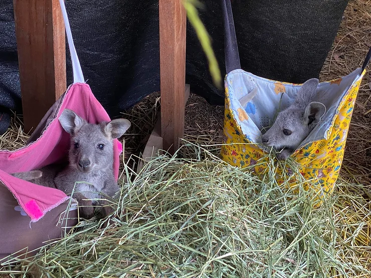 Djuramin the wallaroo rescued from dead mum’s pouch inspires launch of Macdonald Valley for Wildlife