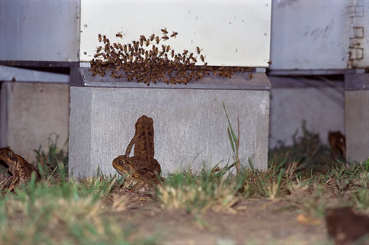 Cane toads have sweet tooth – watch your beehive and backyards, report them – hear their call below