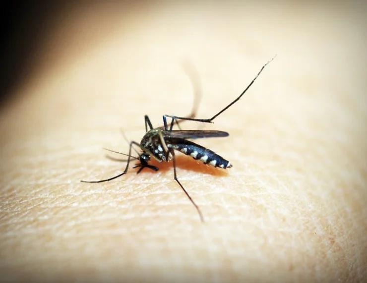 Public health alert – mosquito warning as Japanese enchephalitis rears its head