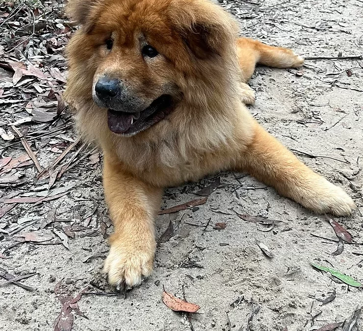 After 10 days lost in the bush we find Yoshi alive but exhausted