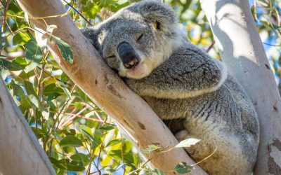 Serious concerns about Hawkesbury council’s record on koalas