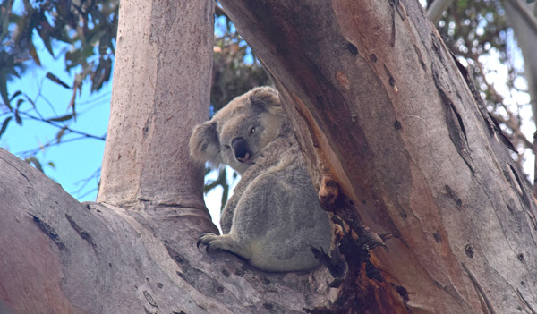 Hawkesbury City Council urged to halt Koala habitat clearing
