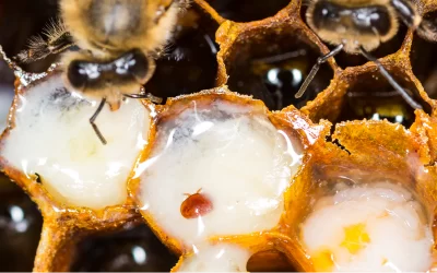 Race to contain Varroa mite as bees euthanised in St Albans