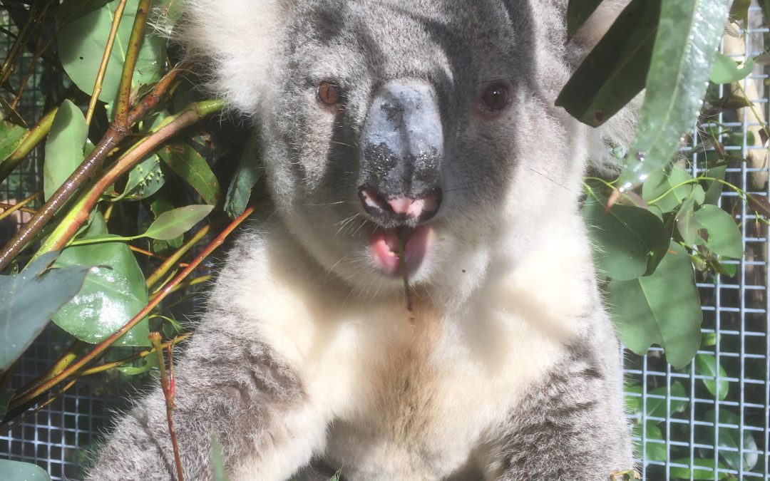 New nature repair legislation ideal for Hawkesbury koalas: Templeman