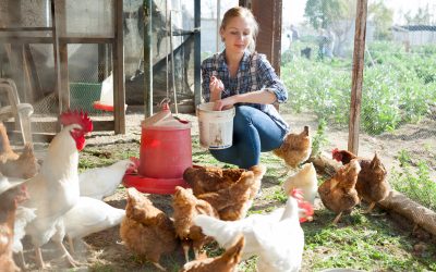 Poultry Auction Set To Be A Cracker Event