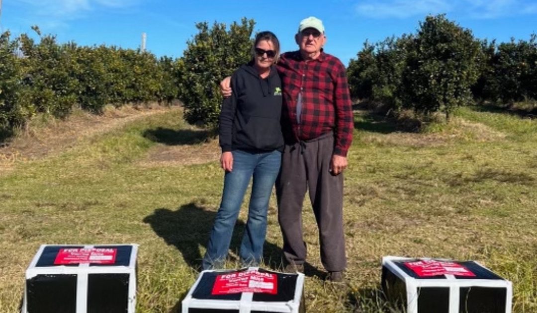 Uncertain future for Hawkesbury orchard farmer as bees exterminated