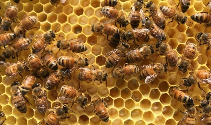 Bee killing to end after 40 million dead