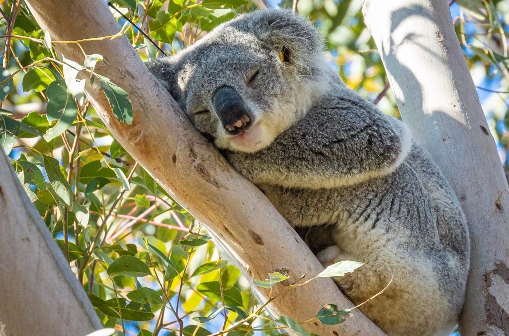 Lib-Labor Alliance Blocks Koala Protection Plan