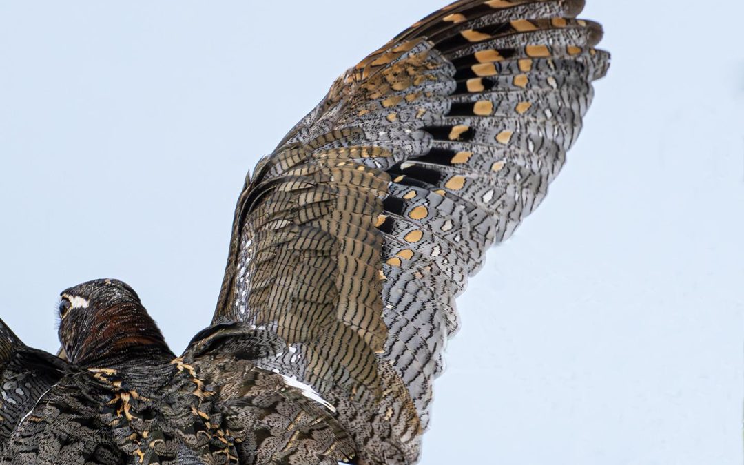 Bird-Watching Delight as Endangered Birds Sighted on the Floodplain