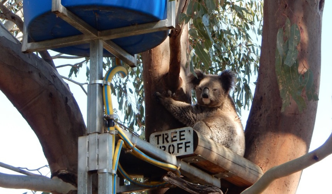 WIRES offers free TREE TROFF® water drinkers for Wildlife to Eligible Hawkesbury Landholders