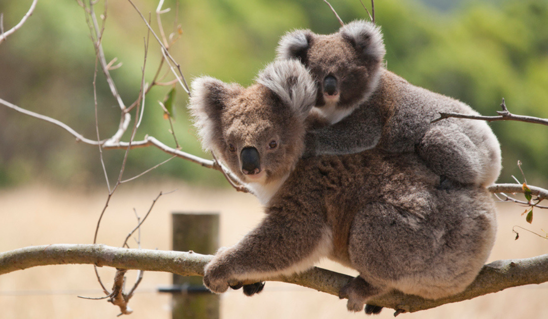 New $200,000 Federal Grant for Koala Research