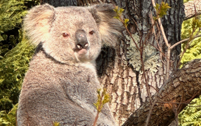 Koala Habitat to be Razed for New Kurrajong Development