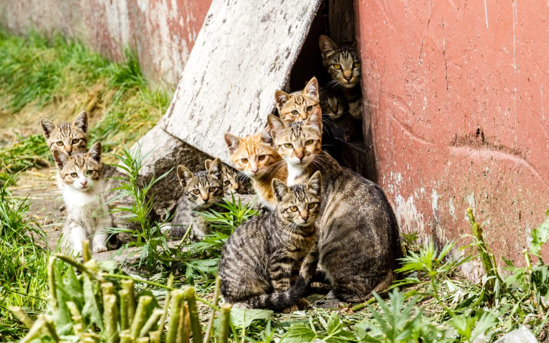 Hawkesbury Kitten Crisis as Desexing Plan Rejected