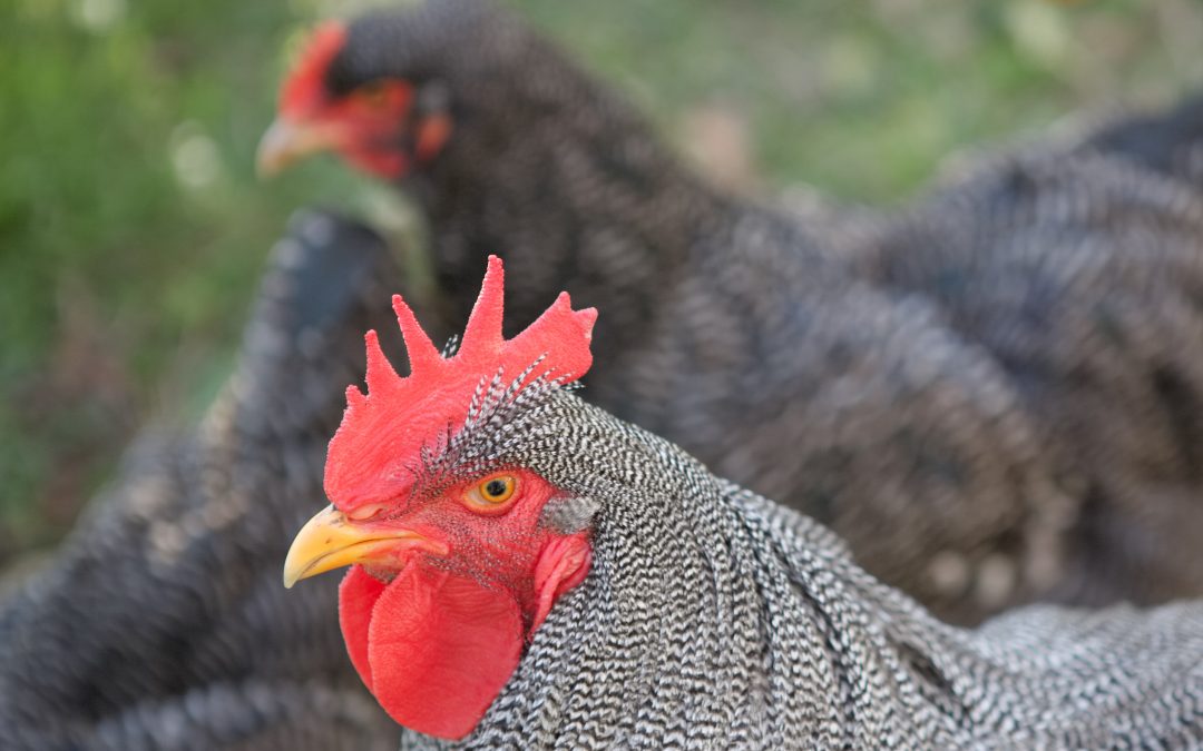 Avian Influenza Restrictions Still in Place as Efforts to Contain HPAI H7N8 Strain Continue