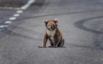 Development Threatens Irreplaceable Koala Habitat